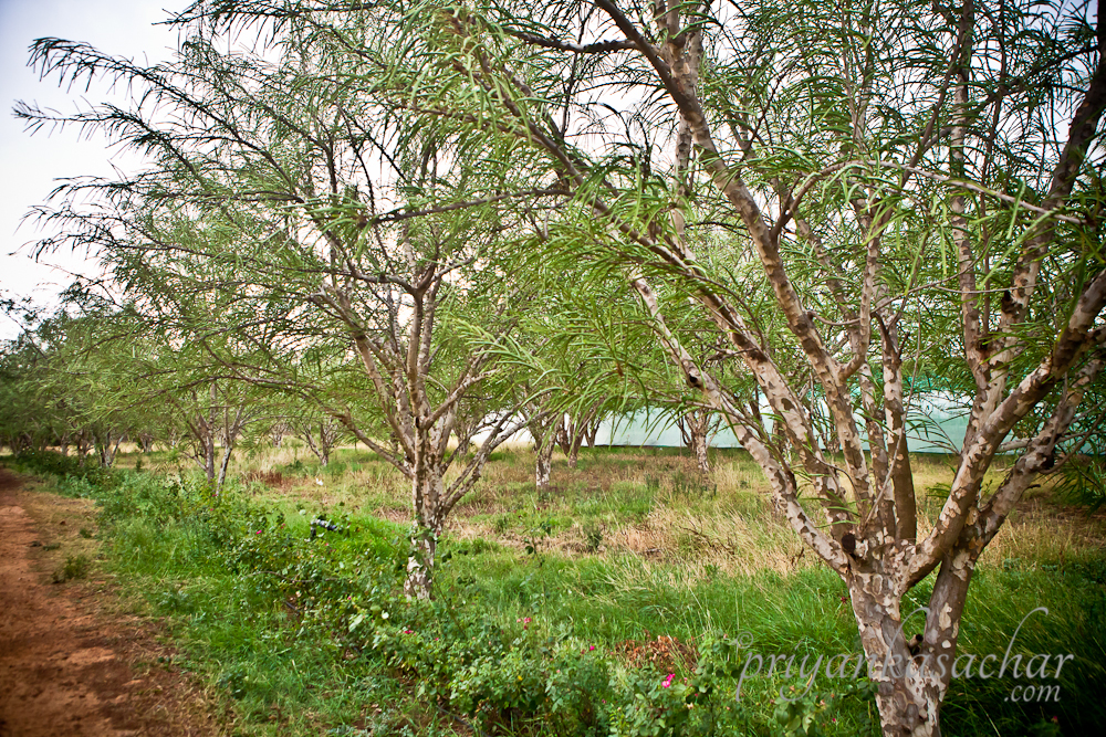 Amla trees at Shabri farms