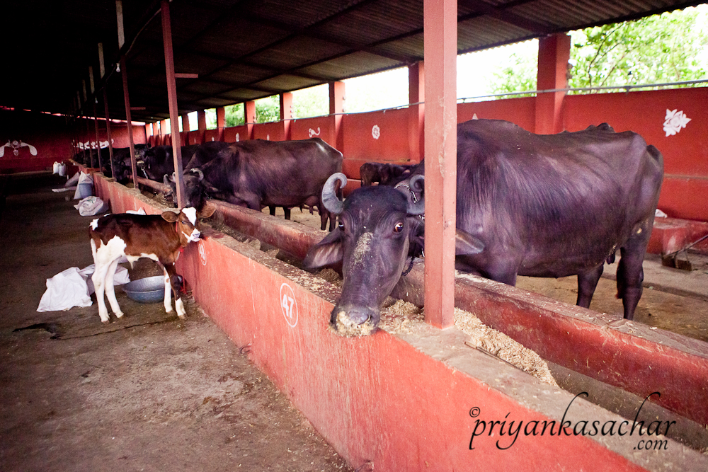 Dairy area at Shabri farm